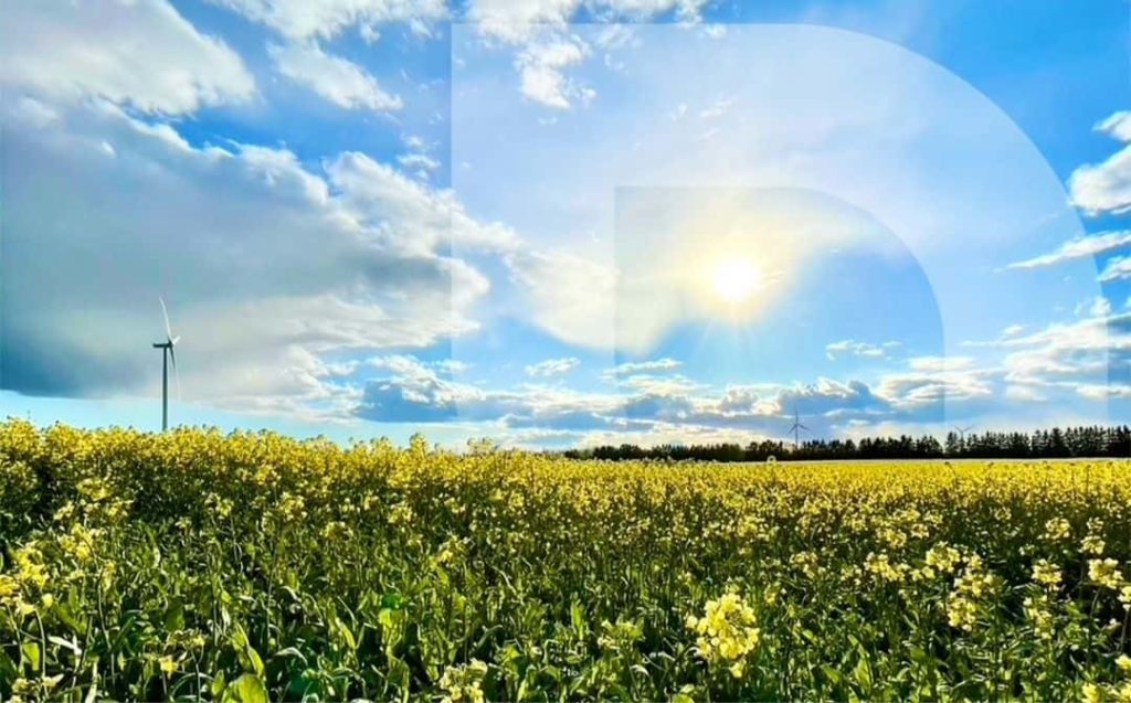 Ontario’s Fields of Gold